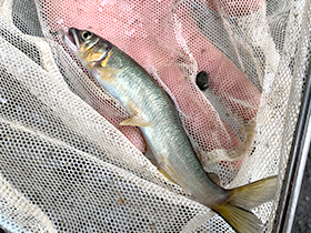 おとり鮎と夜間瀬川の釣券販売